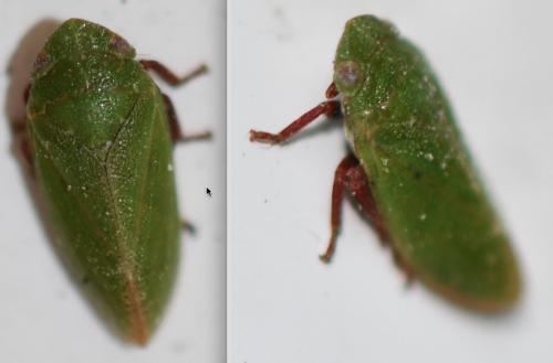 Tettigometra virescens